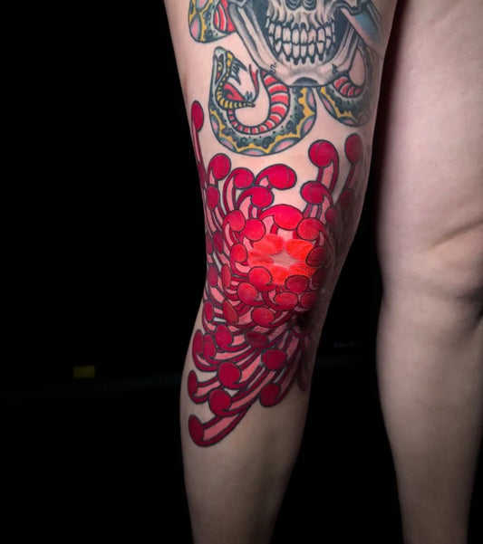 Big Neo Traditional Skull Snake Red Chrysanthemum Tattoo on Women Knee by @theredcrownmagic