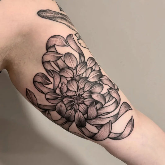Medium Black and Grey Chrysanthemum Tattoo on Women Arm by @lcanhamtattooer