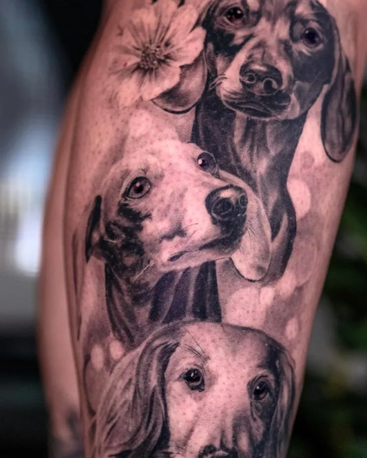 Medium Black and Grey Dachshund Dogs Tattoo on Men Arm by @nicolasattiehtattoos