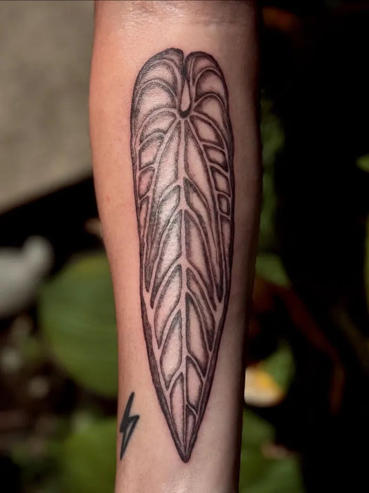 Medium Black and Grey Monstera Leaf Nature Tattoo on Men Arm by @velvet.briar