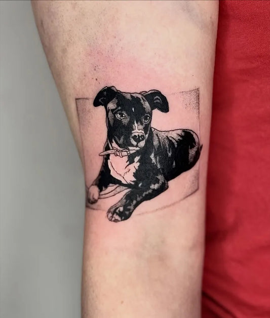 Medium Black and Grey Pitbull in Frame Animal Tattoo on Women Arm by @minakira.ttt