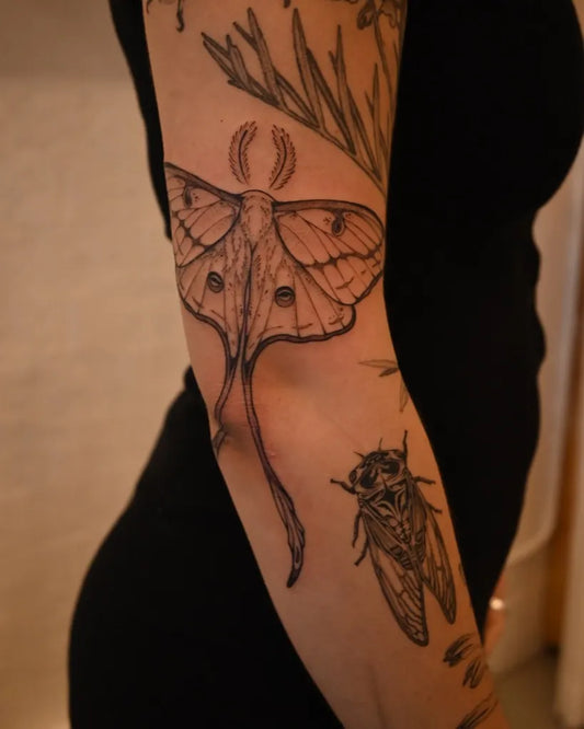 Medium Illustrative Luna Moth and Cicada Tattoo on Women Arm by @blancspacetattoo