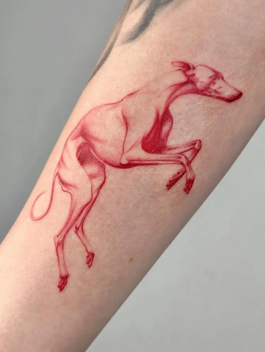 Medium Linework Greyhound Tattoo on Women Arm by @surrealismtattoo