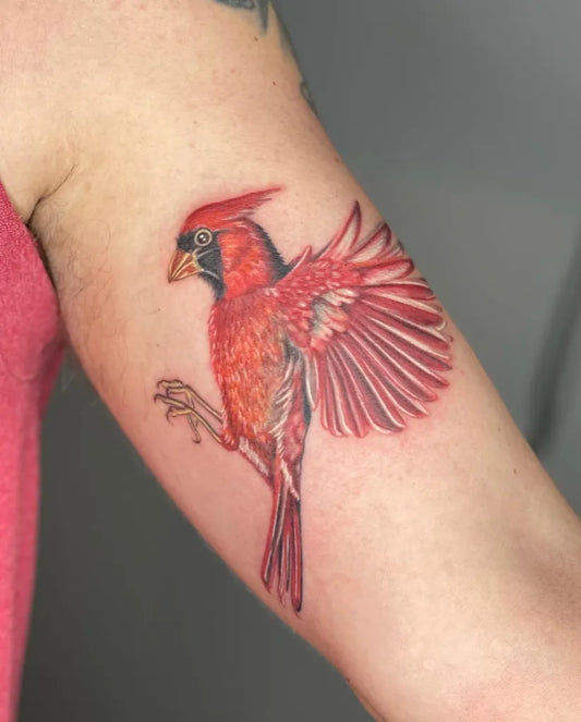Medium Realism Cardinal Bird Tattoo on Women Arm by @jay_forecastletattoo