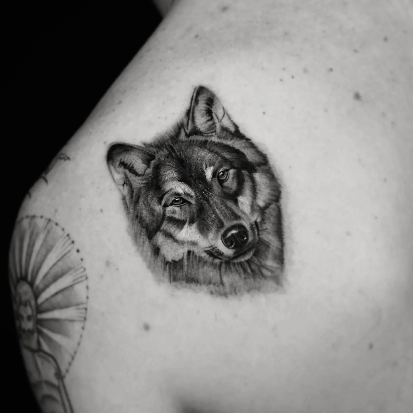 black and grey realistic wolf tattoo on man shoulder